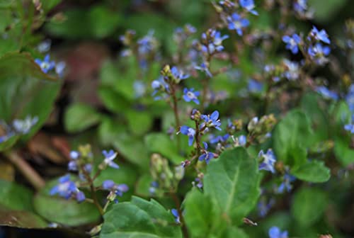 Veronica beccabunga ca. 9x9 cm Topf - Bachbunge, blaue Blüten, Blütezeit Mai-September, ideal für Teichränder, bienenfreundlich, pflegeleicht von PlantaPro