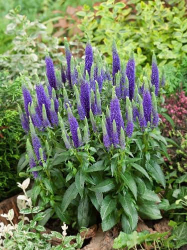Veronica spicata 'Ulster Dwarf Blue' 9x9 cm Topf – Winterhart, Mehrjährig, Pflegeleicht – Ehrenpreis – Staude für Beet & Rabatte Veronica spicata 'Ulster Dwarf Blue' 9x9 cm Topf – Winterhart, Mehrjährig, Pflegeleicht – Ehrenpreis – Staude für Beet & Rabatte von PlantaPro