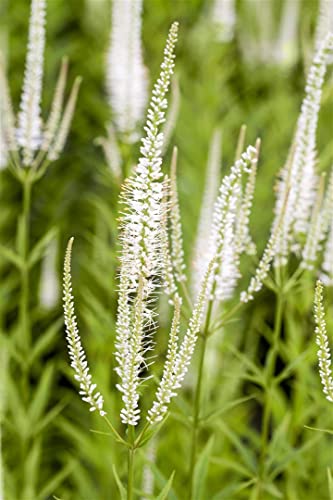 Veronicastrum virginicum 'Album' P 1 Garten-Kandelaberehrenpreis 'Album',winterhart, deutsche Baumschulqualität, im Topf für optimales anwachsen von PlantaPro