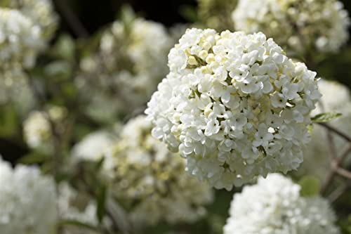 Viburnum 'Eskimo' 5L Sta Krone 1j. 80- Schneeball 'Eskimo',winterhart, deutsche Baumschulqualität, im Topf für optimales anwachsen von PlantaPro