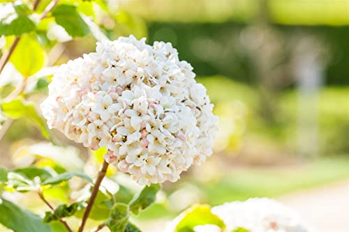 Viburnum carlcephalum 40-60 cm - Duftschneeball, weiße Blüten, Blütezeit April-Mai, duftend, ideal für Hecken und Rabatten, pflegeleicht und winterhart von PlantaPro