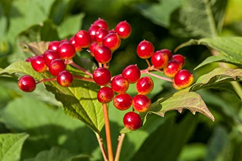 Viburnum opulus C 100-125 Gemeiner Schneeball,winterhart, deutsche Baumschulqualität, im Topf für optimales anwachsen von PlantaPro