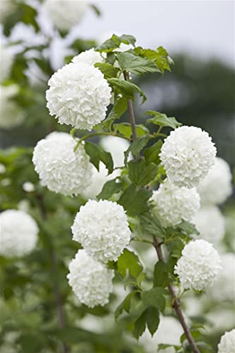 Viburnum opulus C 40-60 Gemeiner Schneeball,winterhart, deutsche Baumschulqualität, im Topf für optimales anwachsen von PlantaPro