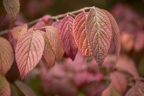 Viburnum plicatum 'Mariesii' C 80-100 Japanischer Schneeball 'Mariesii',winterhart, deutsche Baumschulqualität, im Topf für optimales anwachsen von PlantaPro