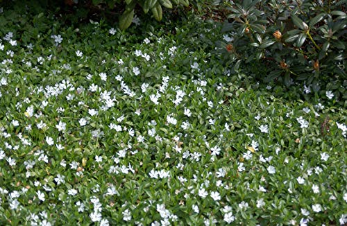 Vinca minor 'Alba' Weißblühendes Immergrün Bodendecker mit weißen Blüten im Topf gewachsen (25 Stück) von PlantaPro