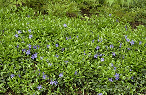 Vinca minor"Kleines Immergrün" immergrüner Bodendecker mit blauen Blüten im Topf gewachsen (50 Stück) von PlantaPro