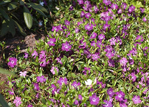 Vinca minor 'Rubra' Rotblühendes Immergrün Bodendecker mit roten Blüten im Topf gewachsen (100 Stück) von PlantaPro