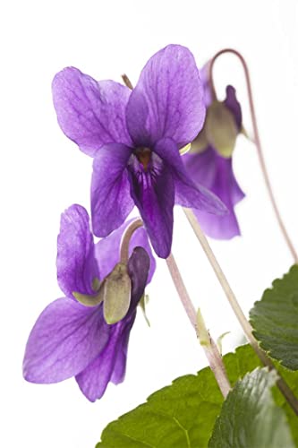 Viola odorata 'Königin Charlotte' P 0,5 Garten-Duft-Veilchen 'Königin Charlotte',winterhart, deutsche Baumschulqualität, im Topf für optimales anwachsen von PlantaPro