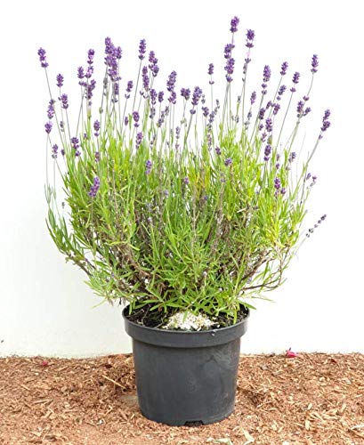 Violettblühender Lavendel Lavandula angustifolia im 2-3L Topf gewachsen … von PlantaPro