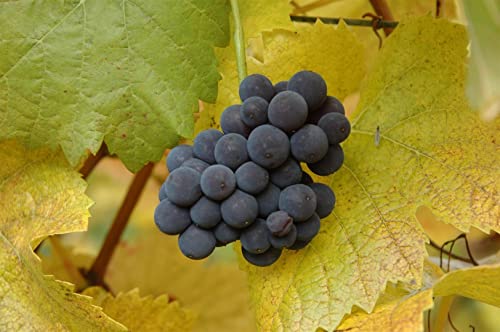 Vitis vinifera 'Muscat bleu' 3L 80-100 Tafeltraube 'Muscat Bleu',winterhart, deutsche Baumschulqualität, im Topf für optimales anwachsen von PlantaPro