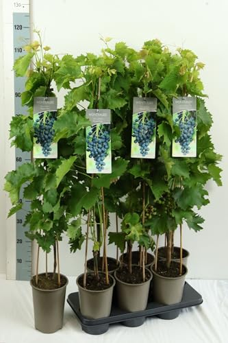 Vitis vinifera 'Muscat bleu' 80-100 cm - Weinrebe, blaue Trauben, Erntezeit September-Oktober, ideal für Pergolen, winterhart und pflegeleicht von PlantaPro