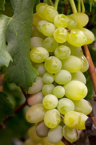 Vitis vinifera 'Primus' 80-100 cm - Weinrebe, grüne Trauben, Erntezeit September, ideal für Pergolen, pflegeleicht und winterhart von PlantaPro