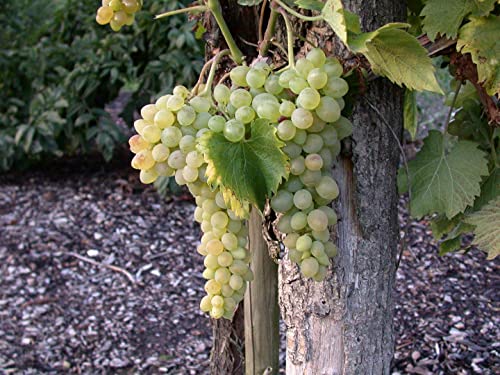 Vitis vinifera 'Solaris' 3L 80-100 Edelwein 'Solaris',winterhart, deutsche Baumschulqualität, im Topf für optimales anwachsen von PlantaPro