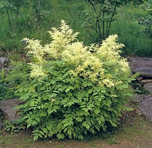 Aruncus dioicus 'Kneiffii' im Topf – Winterhart, Mehrjährig, Pflegeleicht – Waldgeißbart – Staude für Garten & Beet Aruncus dioicus 'Kneiffii' im Topf – Winterhart, Mehrjährig, Pflegeleicht – Waldgeißbart – Staude für Garten & Beet von PlantaPro