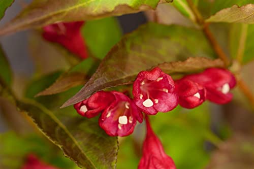 Weigela All Summer Red C 30-40,winterhart, deutsche Baumschulqualität, im Topf für optimales anwachsen von PlantaPro