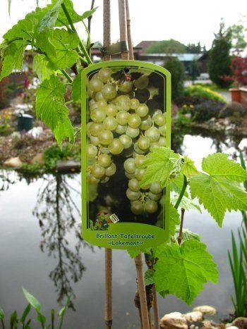 Vitis vinifera ‘Lakemont’ 80 cm, 3 L Topf – Winterhart & Mehrjährig – Tafeltraube kernlos – Kletterpflanze für Pergola & Rankhilfe von PlantaPro