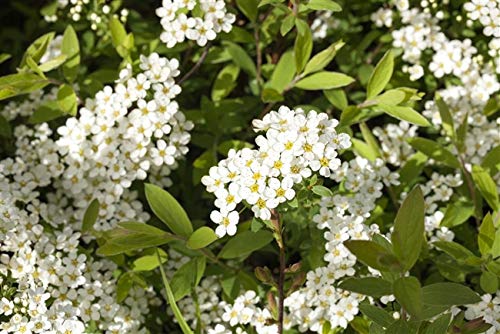 Weiße Rispenspiere Spiraea cinerea 'Grefsheim' im Topf gewachsen ca. 60cm von PlantaPro