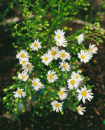 Aster ericoides 'Weißer Zwerg' ca. 9x9 cm Topf - Heideaster, weiße Blüten, Blütezeit September-Oktober, ideal für Rabatten, bienenfreundlich, pflegeleicht von PlantaPro