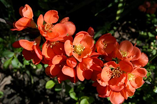 Zierquitte 'Cido' -R- Chaenomeles japonica im Topf gewachsen ca. 40-60cm von PlantaPro