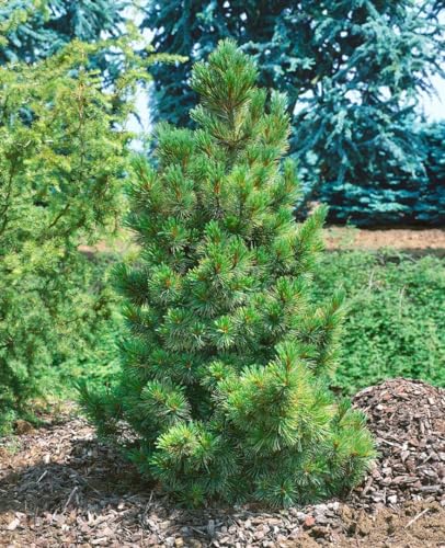 Pinus cembra 80-100 cm - Zirbelkiefer, immergrün, duftendes Holz, ideal für Hecken und Windschutz, winterhart und pflegeleicht von PlantaPro
