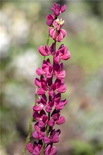 Zwergige Garten-Lupine Lupinus polyph.'Nanus Gallery Rosa' Staude im Topf gewachsen von PlantaPro