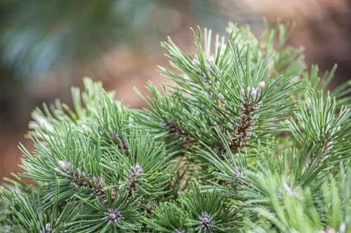 Zwergkiefer 'Pinus uncinata' Sol 4xv mB, Winterhart & Immergrün, 100-125 cm Gartenbaum, Robuste Bergkiefer von PlantaPro