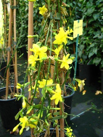 echter Winter Jasmin Jasminum nudiflorum 60 cm hoch im 2Liter Pflanzcontainer von PlantaPro