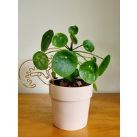 Bold, Bright & Born To Thrive Aries Sternzeichen Pflanzenstecker. Zimmerpflanze Decor. Zimmerpflanzen Dekor. Pflanzen-Bling. Pflanze Pal von PlantasticbyDaley