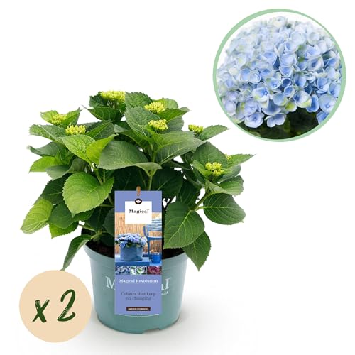Balkonpflanze - Hortensie - Hydrangea Magical Revolution Blue - Blau - 6-10 Blumen - 2 Pflanzen - 40-55cm - Ø23cm - Gartenpflanze von Plantenboetiek.nl