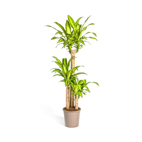 Dracaena Fragrans Massangeana - 130-150cm - Ø24cm - Zimmerpflanze - Immergrün Dracaena Fragrans Massangeana - 130-150cm - Ø24cm - Zimmerpflanze - Immergrün von Plantenboetiek.nl