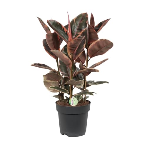 Ficus Belize - 70-80cm - Ø27cm - Zimmerpflanze - Immergrün Ficus Belize - 70-80cm - Ø27cm - Zimmerpflanze - Immergrün von Plantenboetiek.nl