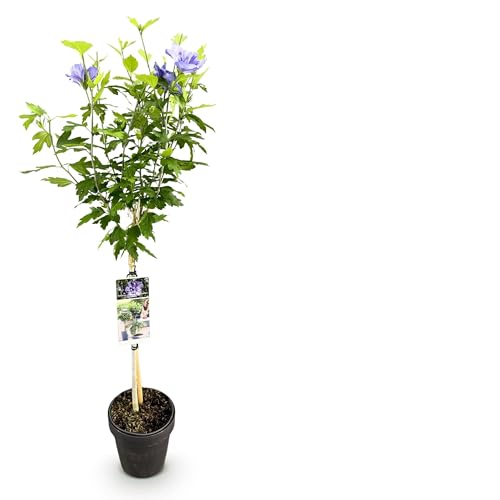 Hibiscus syriacus Blue Chiffon® - Stammpflanze - Terrassenpflanze - Laubabwerfend - Pflegeleicht - 80-90cm - Ø19cm - Gartenpflanze von Plantenboetiek.nl