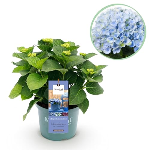 Hortensie - Hortensie Magical Revolution Blue - Blau - 6-10 Blüten - Terrassenpflanze - 40-55cm - Ø23cm - Gartenpflanze Hortensie - Hortensie Magical Revolution Blue - Blau - 6-10 Blüten - Terrassenpflanze - 40-55cm - Ø23cm - Gartenpflanze von Plantenboetiek.nl