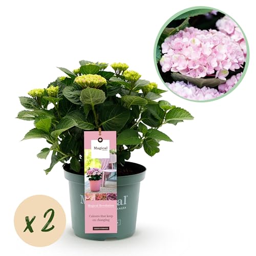 Hortensie - Hydrangea Magical Revolution Pink - Pink - 6-10 Blüten - 2 Pflanzen - Terrassenpflanze - 40-55cm - Ø23cm - Gartenpflanze von Plantenboetiek.nl