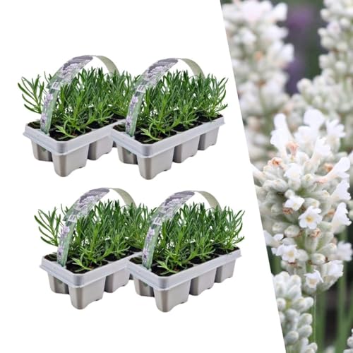 Lavendel angustifolia Weiß | 24 Stücke - 15cm - Ø7cm - Gartenpflanze - Multideal Lavendel angustifolia Weiß | 24 Stücke - 15cm - Ø7cm - Gartenpflanze - Multideal von Plantenboetiek.nl