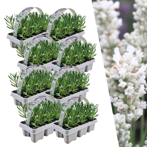 Lavendel angustifolia Weiß | 48 Stücke - 15cm - Ø7cm - Gartenpflanze - Multideal von Plantenboetiek.nl