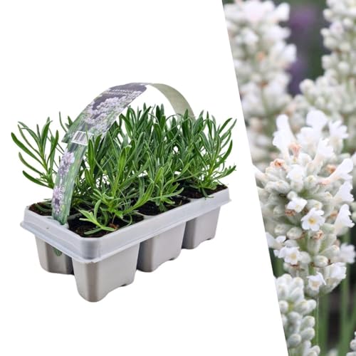 Lavendel angustifolia Weiß | 6 Stücke - 15cm - Ø7cm - Gartenpflanze - Multideal von Plantenboetiek.nl