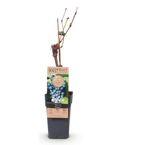 Obstpflanze - Blaue Weintraube - Vitis vinifera Regent - 2 Pflanzen - 40-50cm - Ø15cm - Gartenpflanze von Plantenboetiek.nl