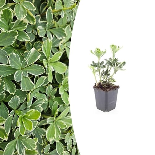 Pachysandra terminalis 'Variegata' | 40 Stücke - 10-25cm - Ø9cm - Gartenpflanze Pachysandra terminalis 'Variegata' | 40 Stücke - 10-25cm - Ø9cm - Gartenpflanze von Plantenboetiek.nl