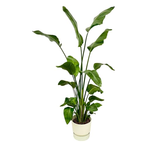 Strelitzia Nicolai inklusive elho Greenville Round Weiß - 170-180cm - Ø30cm - Zimmerpflanze - Anordnung - Pflanze mit Topf Strelitzia Nicolai inklusive elho Greenville Round Weiß - 170-180cm - Ø30cm - Zimmerpflanze - Anordnung - Pflanze mit Topf von Plantenboetiek.nl