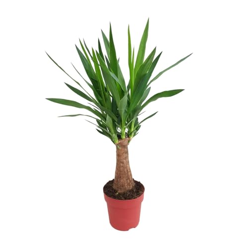 Yucca "Maya-Baum" - 70-80cm - Ø19cm - Zimmerpflanze - Immergrün Yucca "Maya-Baum" - 70-80cm - Ø19cm - Zimmerpflanze - Immergrün von Plantenboetiek.nl