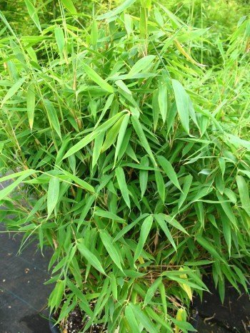 Bambus China Rohrgras Fargesia murielae Jumbo 40-60 cm hoch im 3 Liter Pflanzcontainer von PlantaPro