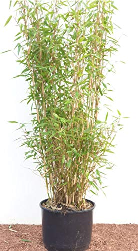Bambus China Rohrgras Fargesia murielae Jumbo 80 cm hoch im 5 Liter Pflanzcontainer von Plantenwelt Wiesmoor