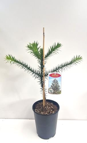 Chilenische Schmucktanne Araucaria araucana 25-30 cm im 3 Liter Pflanzcontainer von Plantenwelt Wiesmoor