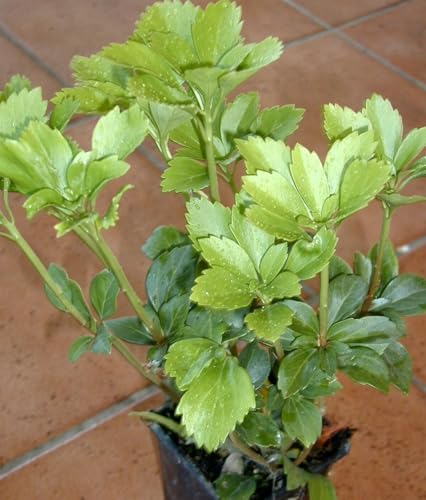 Dickmannchen - Ysander Pachysandra terminalis 5-7 Triebe im Topf 30 Pflanzen Dickmannchen - Ysander Pachysandra terminalis 5-7 Triebe im Topf 30 Pflanzen von Plantenwelt Wiesmoor