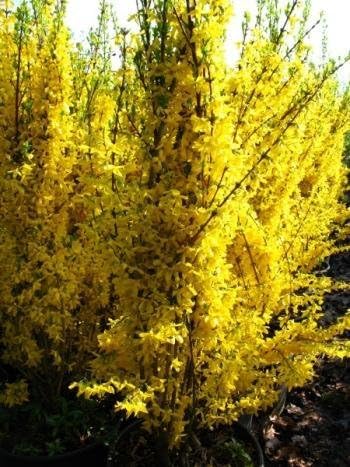 Forsythie Forsythia x intermedia Lynwood 60-100 cm hoch im 5 Liter Pflanzcontainer von Plantenwelt Wiesmoor