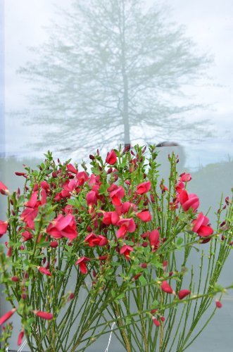 Ginster leuchtendrot Cytisus scoparius Boskoop Ruby 40-60 cm hoch im 3 Liter Pflanzcontainer von Plantenwelt Wiesmoor