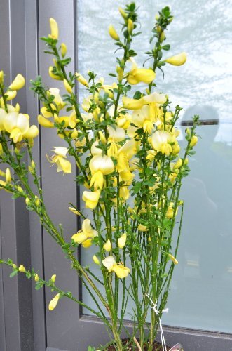 Ginster reingelb Cytisus scoparius Luna 40-60 cm hoch im 3 Liter Pflanzcontainer von Plantenwelt Wiesmoor