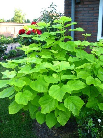 Gold Trompetenbaum Catalpa bignonioides Aurea 125-150 cm hoch im 10 Liter Pflanzcontainer von Plantenwelt Wiesmoor