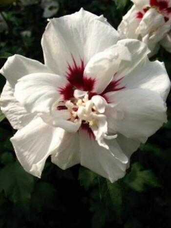Hibiscus gefüllt weiß mit rotem Fleck blühend Hibiscus Lady Stanley 40-60 cm hoch im 3 Liter Pflanzcontainer Hibiscus gefüllt weiß mit rotem Fleck blühend Hibiscus Lady Stanley 40-60 cm hoch im 3 Liter Pflanzcontainer von Plantenwelt Wiesmoor